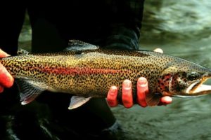 Rainbow_trout_fish_onchorhynchus_mykiss_detailed_photography