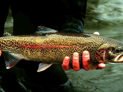 Rainbow_trout_fish_onchorhynchus_mykiss_detailed_photography